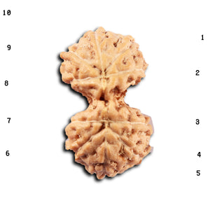 Gaurishanker Rudraksha from Indonesia -220