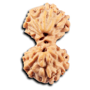 Gaurishanker Rudraksha from Indonesia -220