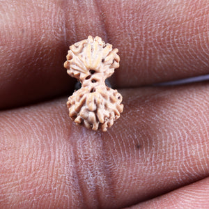 Gaurishanker Rudraksha from Indonesia -220