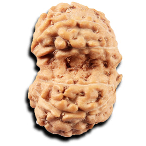 Gaurishanker Rudraksha from Indonesia -220