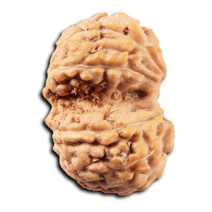 Gaurishanker Rudraksha from Indonesia -220