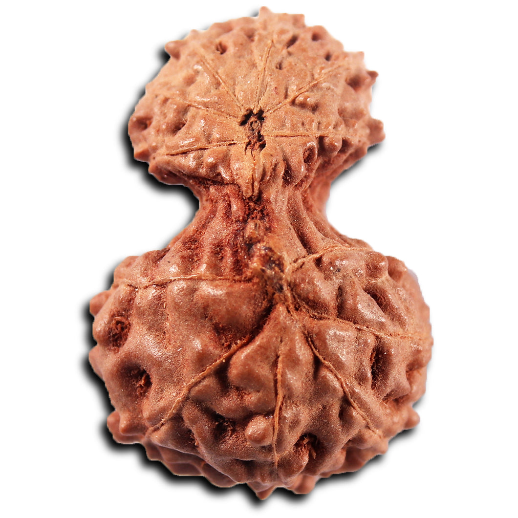 Gaurishanker Rudraksha from Indonesia -221