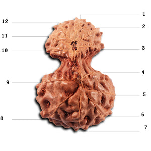 Gaurishanker Rudraksha from Indonesia -221