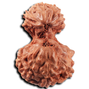 Gaurishanker Rudraksha from Indonesia -221