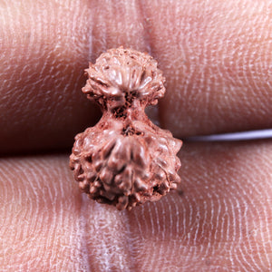 Gaurishanker Rudraksha from Indonesia -221