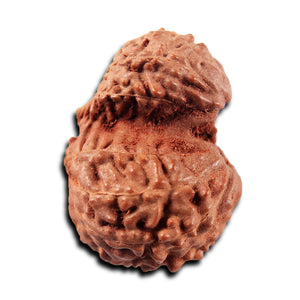 Gaurishanker Rudraksha from Indonesia -221