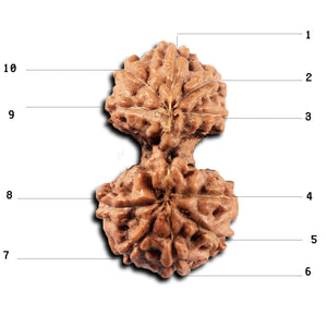 Gaurishanker Rudraksha from Indonesia -223