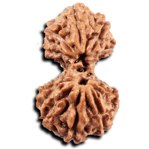 Gaurishanker Rudraksha from Indonesia -223