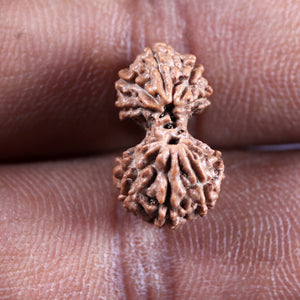 Gaurishanker Rudraksha from Indonesia -223