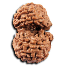 Load image into Gallery viewer, Gaurishanker Rudraksha from Indonesia -223
