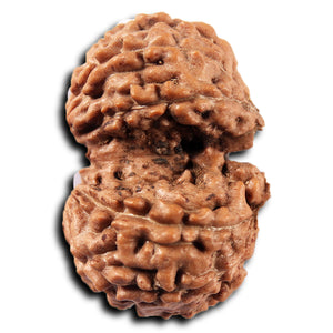 Gaurishanker Rudraksha from Indonesia -223