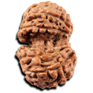 Gaurishanker Rudraksha from Indonesia -223