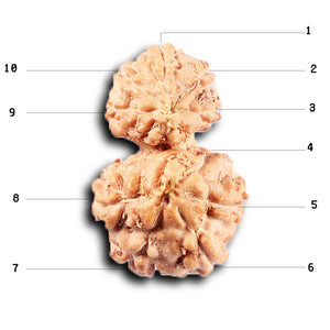 Gaurishanker Rudraksha from Indonesia - 224