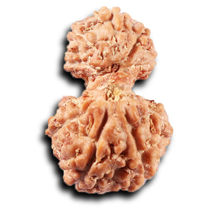 Gaurishanker Rudraksha from Indonesia - 224