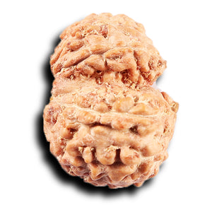 Gaurishanker Rudraksha from Indonesia - 224