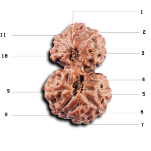 Gaurishanker Rudraksha from Indonesia - 225