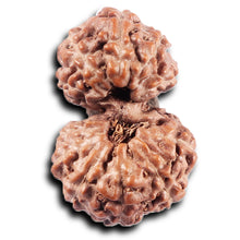 Load image into Gallery viewer, Gaurishanker Rudraksha from Indonesia - 225
