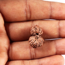 Load image into Gallery viewer, Gaurishanker Rudraksha from Indonesia - 225
