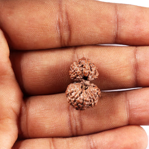 Gaurishanker Rudraksha from Indonesia - 225