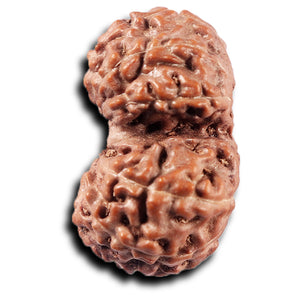 Gaurishanker Rudraksha from Indonesia - 225