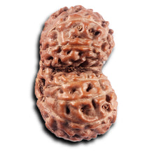 Load image into Gallery viewer, Gaurishanker Rudraksha from Indonesia - 225
