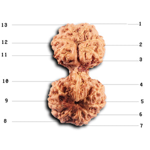 Gaurishanker Rudraksha from Indonesia - 226