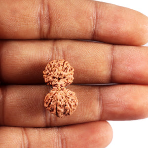 Gaurishanker Rudraksha from Indonesia - 226