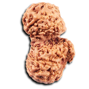 Gaurishanker Rudraksha from Indonesia - 226