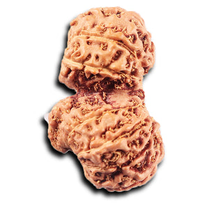 Gaurishanker Rudraksha from Indonesia - 226