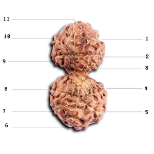 Gaurishanker Rudraksha from Indonesia -194