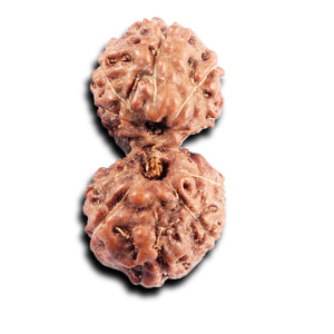 Gaurishanker Rudraksha from Indonesia -194