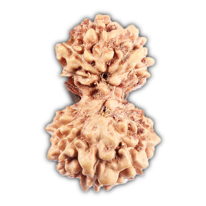 Gaurishanker Rudraksha from Indonesia - 193