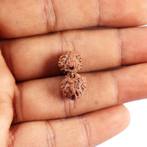 Gaurishanker Rudraksha from Indonesia -194