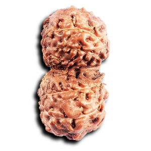 Gaurishanker Rudraksha from Indonesia -194