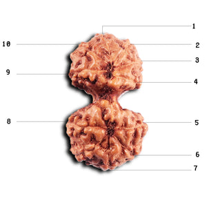 Gaurishanker Rudraksha from Indonesia - 195