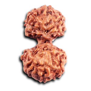 Gaurishanker Rudraksha from Indonesia - 195