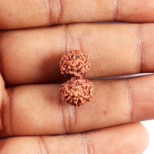 Gaurishanker Rudraksha from Indonesia - 195