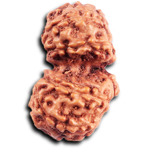 Gaurishanker Rudraksha from Indonesia - 195