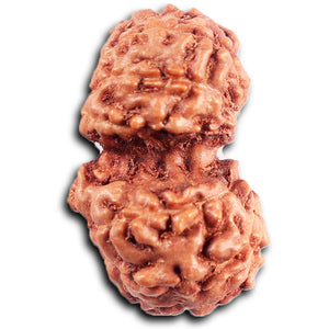 Gaurishanker Rudraksha from Indonesia - 195