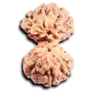 Gaurishanker Rudraksha from Indonesia - 196