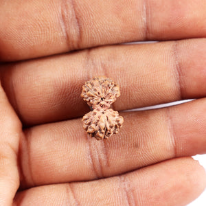 Gaurishanker Rudraksha from Indonesia - 196