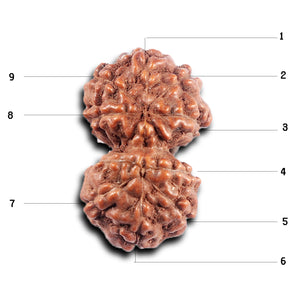 Gaurishanker Rudraksha from Indonesia - 197