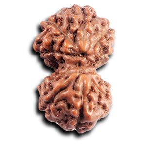 Gaurishanker Rudraksha from Indonesia - 197