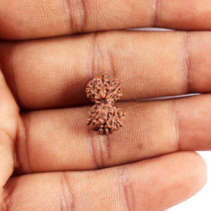 Gaurishanker Rudraksha from Indonesia - 197