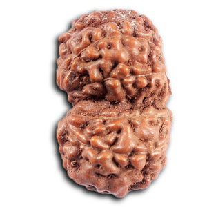 Gaurishanker Rudraksha from Indonesia - 197