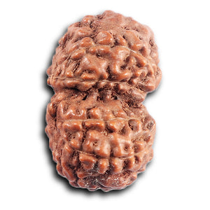 Gaurishanker Rudraksha from Indonesia - 197