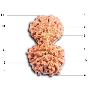 Gaurishanker Rudraksha from Indonesia - 198