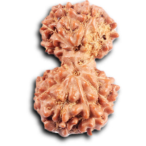 Gaurishanker Rudraksha from Indonesia - 198