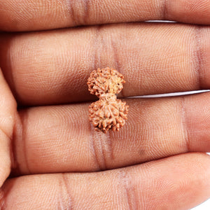 Gaurishanker Rudraksha from Indonesia - 198