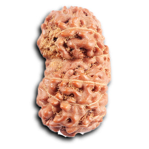 Gaurishanker Rudraksha from Indonesia - 198